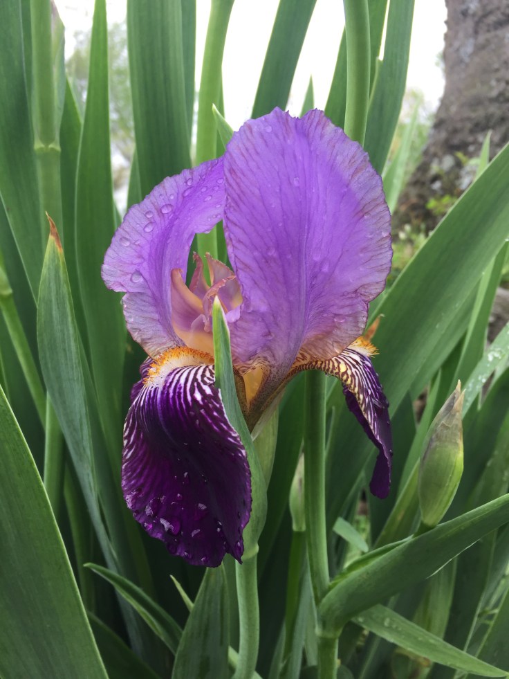 When It’s Iris Time in&nbsp;Tennessee