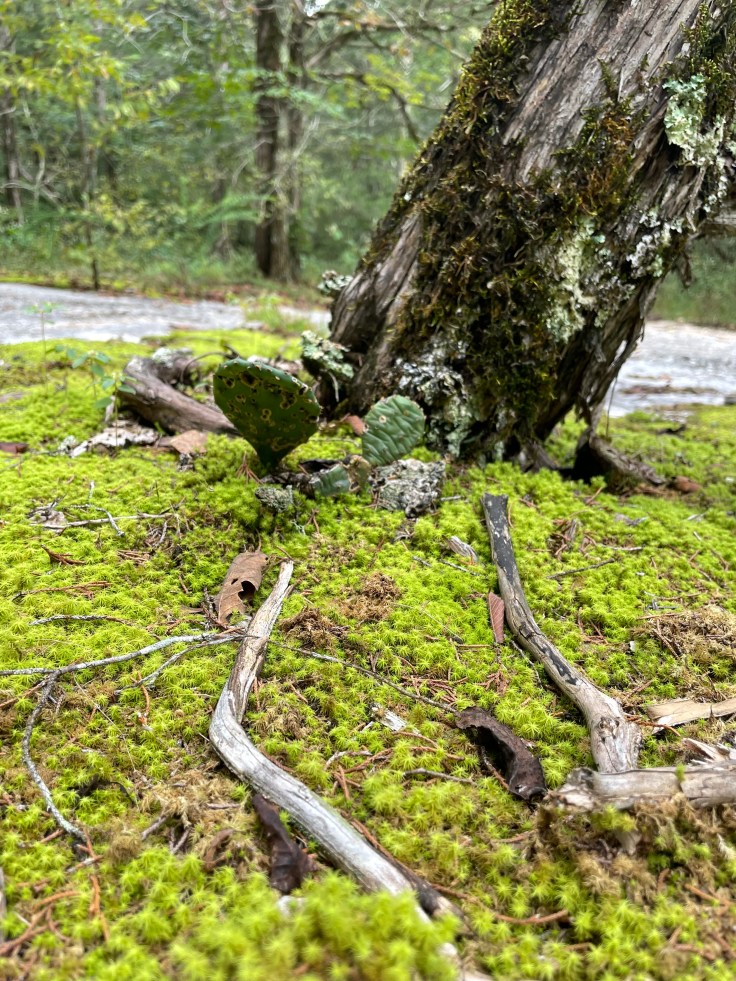 Where the Wild Cacti&nbsp;Grow