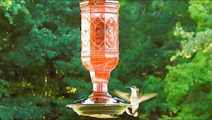 Bidding Farewell to the Hummingbirds of&nbsp;2026